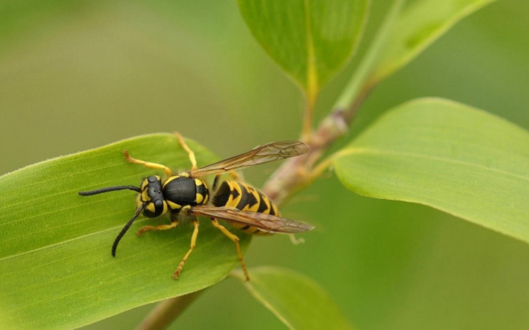 Der faszinierende Körperbau der Wespe: Eine genauere Betrachtung