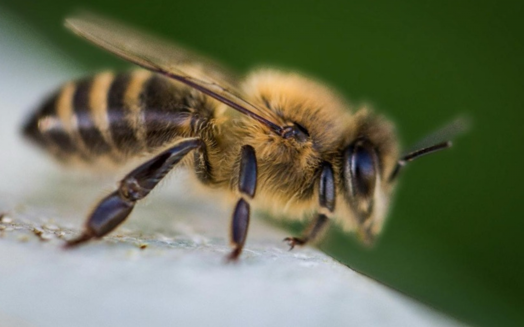 Wie sehen Bienen die Welt?